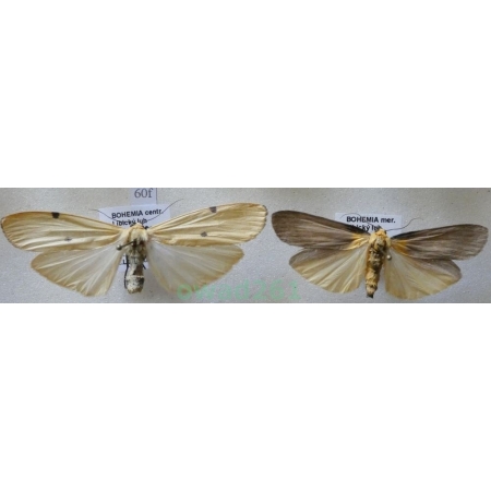 Lithosia quadra (Linnaeus, 1758) pair Porostnica czterokropka Czech60f